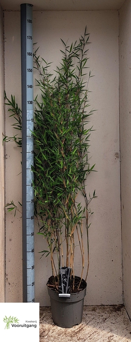 <h4>FARG NIT BLACK PEARL</h4>