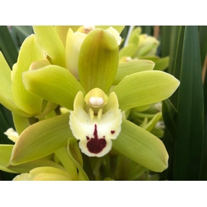 CYMB MI KING FLOR Leekade X10