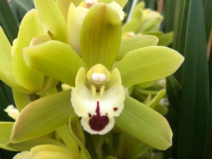 <h4>Cymb Mi King Flor Leekade X10</h4>