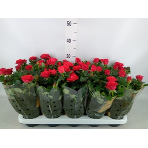 Rosa  'Red Mercedes Kordana'