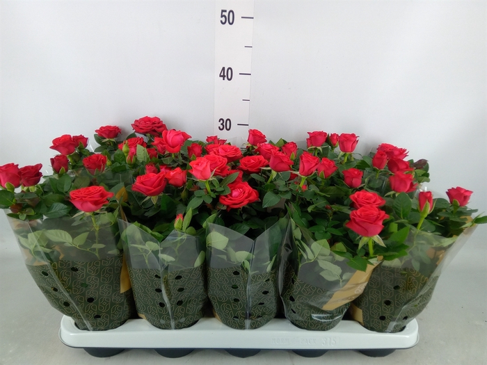 <h4>Rosa  'Red Mercedes Kordana'</h4>