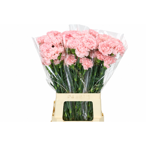 Dianthus St Doncel