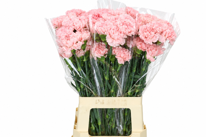 <h4>Dianthus St Doncel</h4>