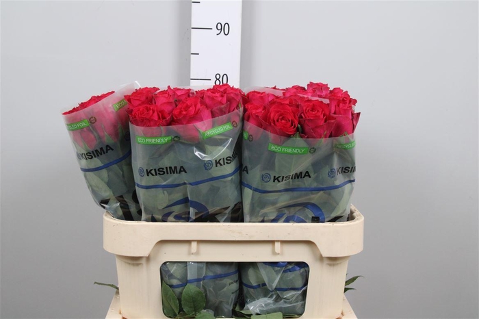 <h4>R Gr Madam Cerise</h4>