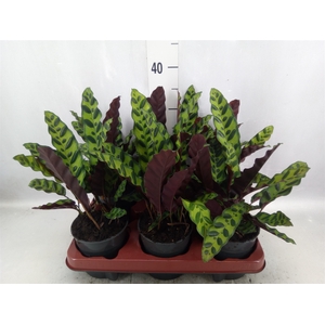 Calathea lancifolia