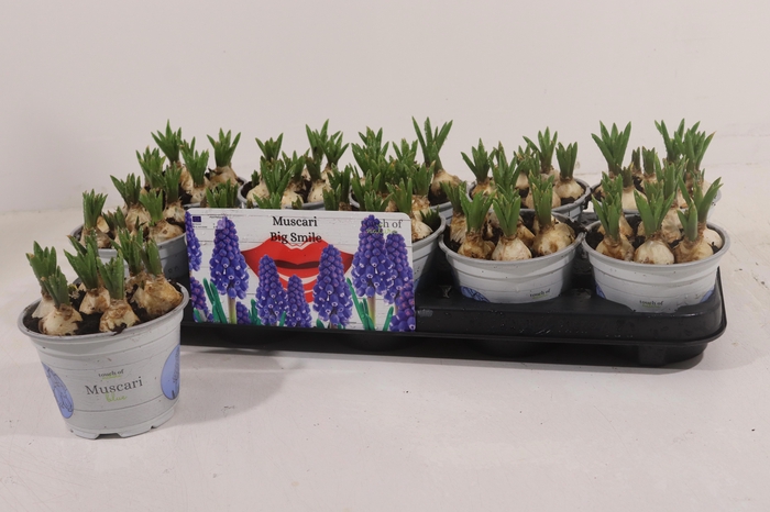 <h4>MUSCAR BIG SMILE</h4>