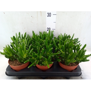 Crassula ovata 'Hobbit'