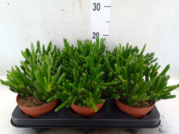 <h4>Crassula ovata 'Hobbit'</h4>