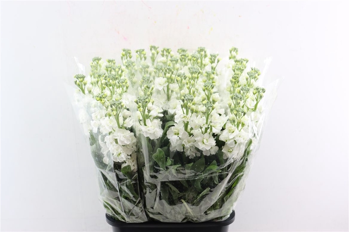 <h4>Matth Ov White</h4>