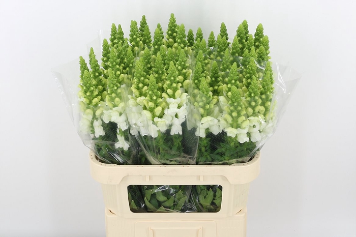 <h4>Antir Antibes White</h4>