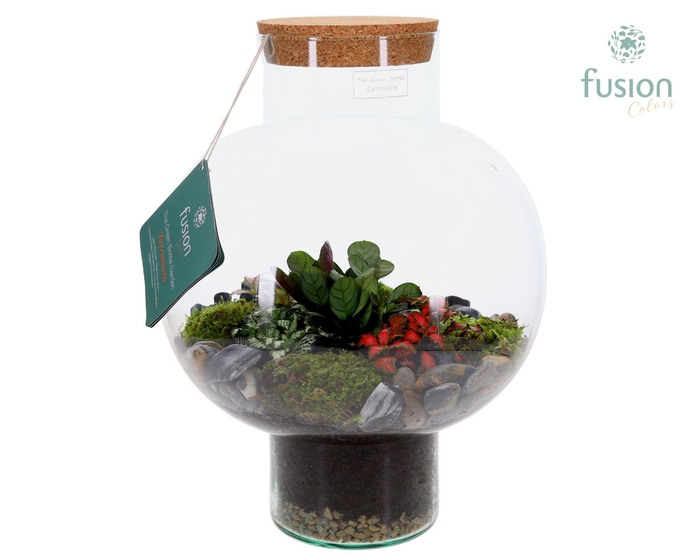<h4>Green Bottle Laura Large met Terrarium arrangement</h4>