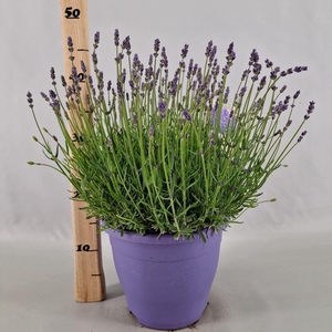 Lavandula angustifolia Essence Pur