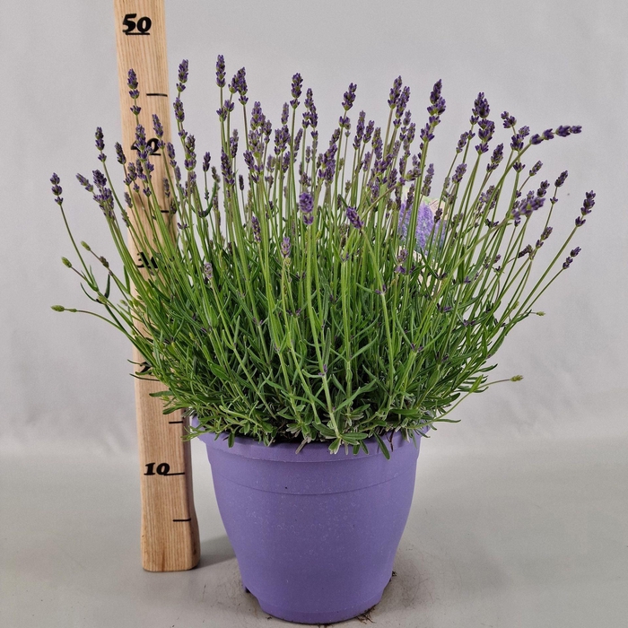 <h4>Lavandula angustifolia Essence Pur</h4>