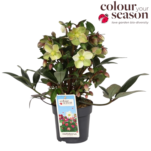 <h4>Helleborus x ericsmithii Valeria</h4>