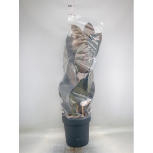 Ficus elastica 'Abidjan'