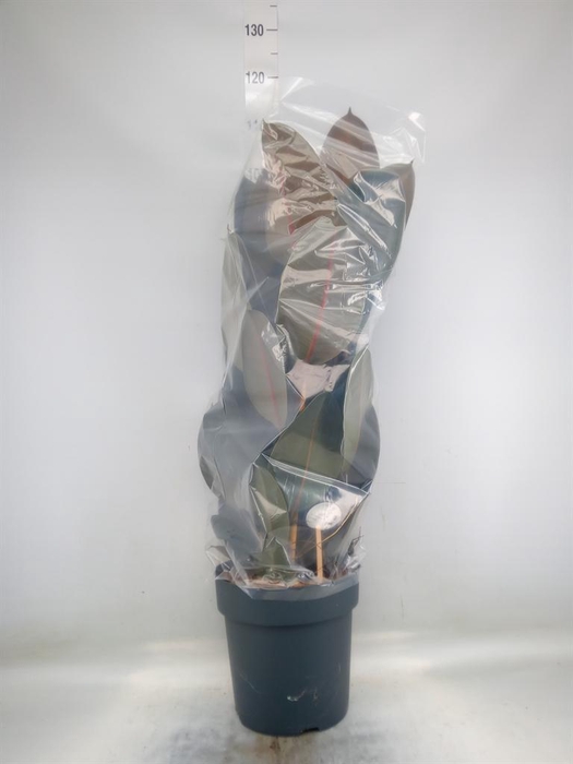 <h4>Ficus elastica 'Abidjan'</h4>