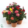 Rosa Kordana gemengd