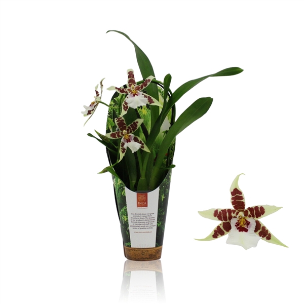 <h4>Inca Cambria Renaissance White cascade 9cm in luxury jungle cover</h4>