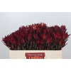 Leucadendron Blush Spray