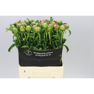 Paeonia Coral Sunset Ex