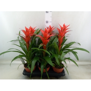 Guzmania  'Ostara'