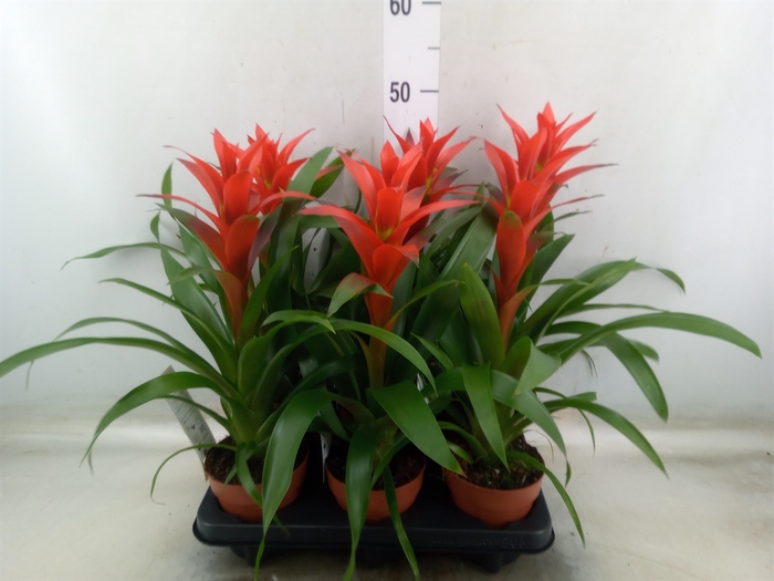<h4>Guzmania  'Ostara'</h4>