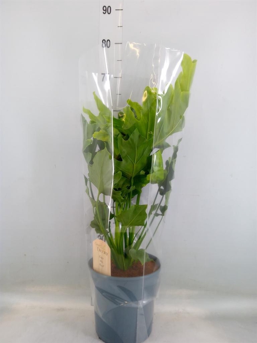 <h4>Philodendron   ...</h4>