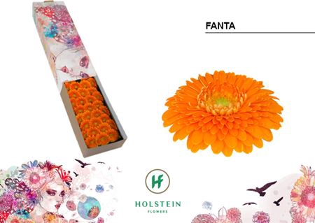 <h4>Ge Bv Doos Gerponi Fanta X60</h4>