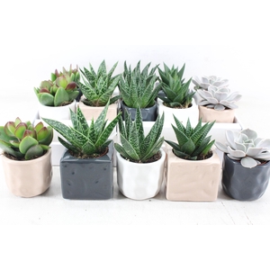 arr3 OV - Ker. Davos mix