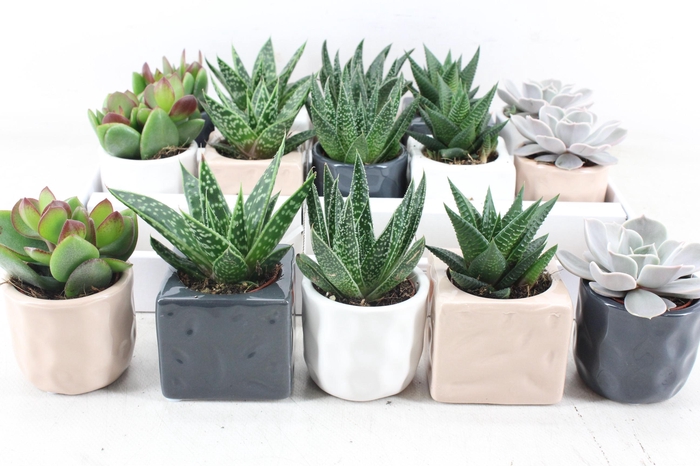 <h4>arr3 OV - Ker. Davos mix</h4>