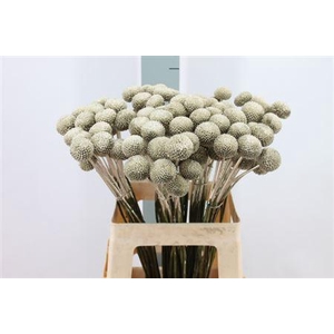 Craspedia Klb Paintball Platina