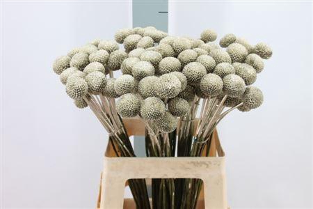 <h4>Craspedia Klb Paintball Platina</h4>