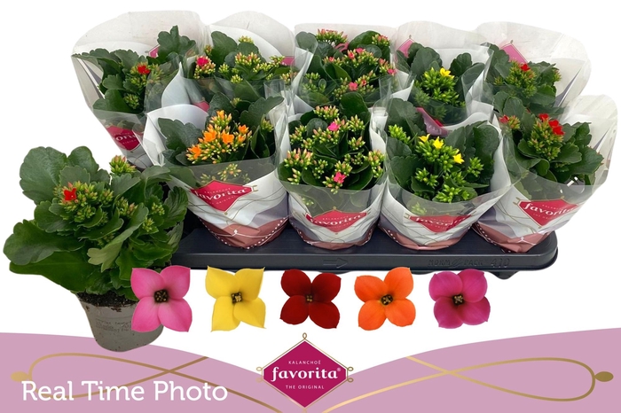 <h4>KAL EN GEM 5 KL</h4>