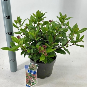 Viburnum tinus 'Gwenllian' P19 (3ltr)