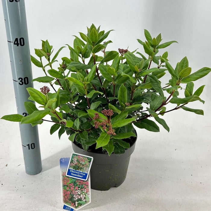 <h4>Viburnum tinus 'Gwenllian' P19 (3ltr)</h4>