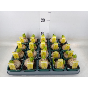 Hyacinthus orie. 'Yellowstone'