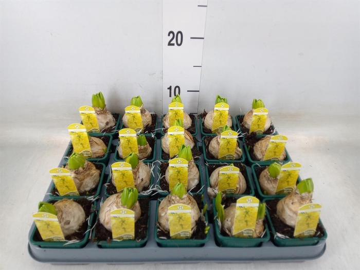 <h4>Hyacinthus orie. 'Yellowstone'</h4>