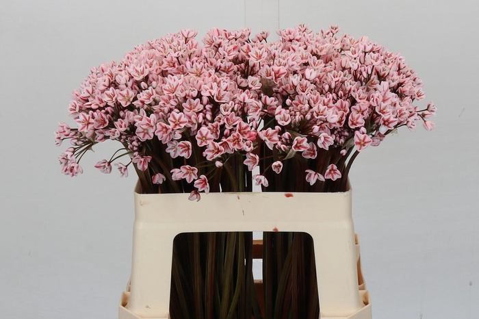 <h4>Allium Dyed Red</h4>