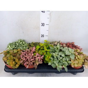 Fittonia   ...mix