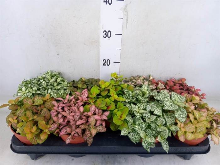 <h4>Fittonia   ...mix</h4>