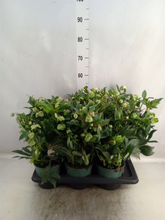 <h4>Helleborus  'JWLS Winterbells'</h4>