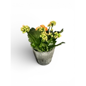 Kal Ge R Flow Stinna pot