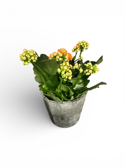 Kal Ge R Flow Stinna pot