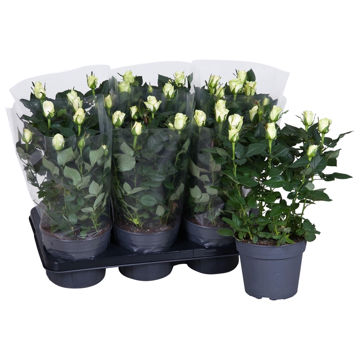 <h4>Nolina Roses Ø 17 cm White Blanco sleeve</h4>