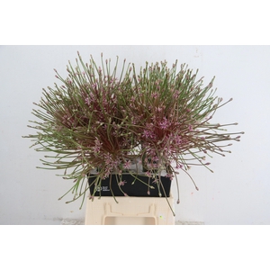 ALLIUM SCHUBERTII
