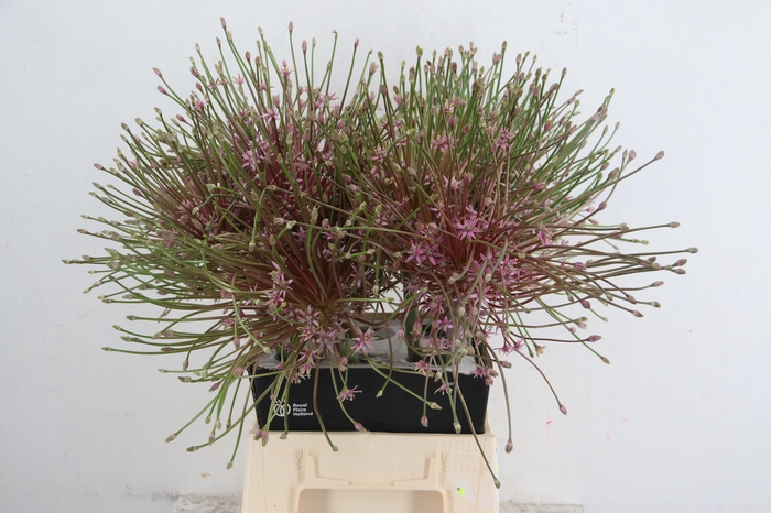 <h4>ALLIUM SCHUBERTII</h4>