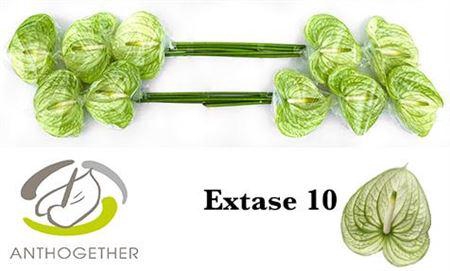 <h4>Anth A Extase X10</h4>