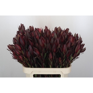 Leucadendron Saf Sunset Dark R.Spray