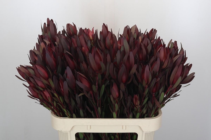 <h4>Leucadendron Saf Sunset Dark R.Spray</h4>
