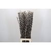 Salix Caprea Snow Flake Premium